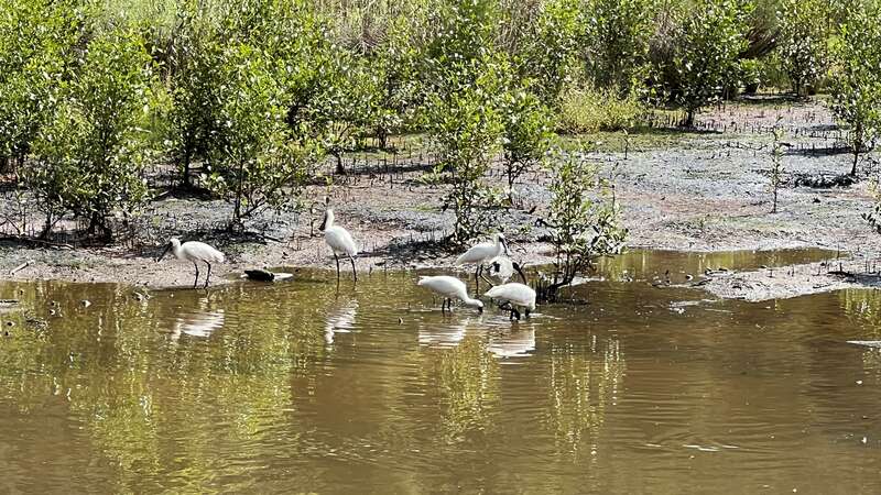 Spoonbills at Yeramba lagoon
