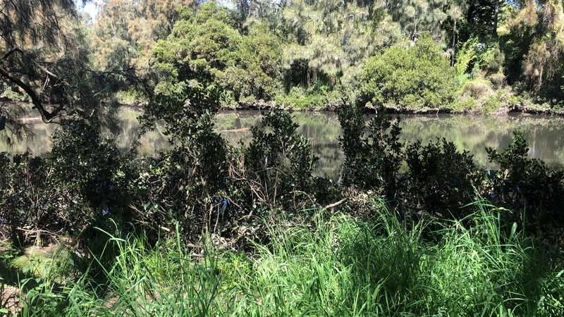 River Mangrove growing along Prospect Creek