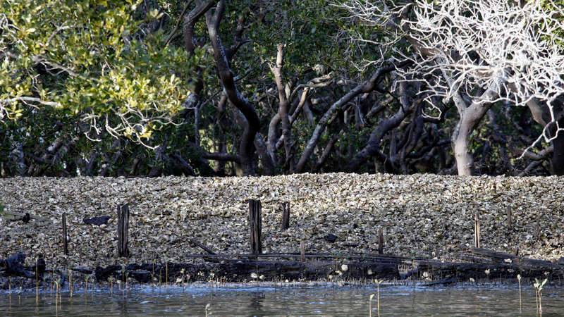 Evidence of oyster industry, shucked shells beneath mangroves and wooden posts from infrastructure