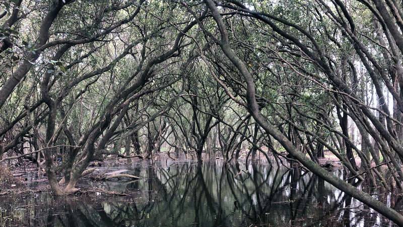 Grey mangroves at Moorebank, Liverpool