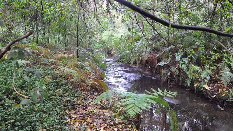 Carina Creek in the Georges River catchment