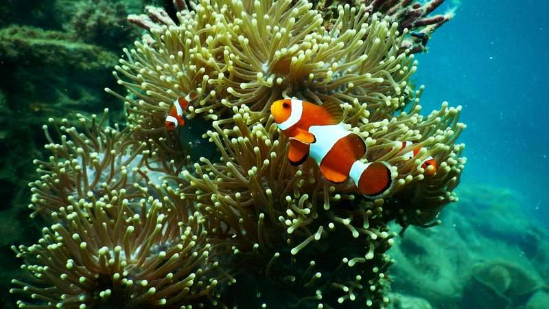 Clownfish under water