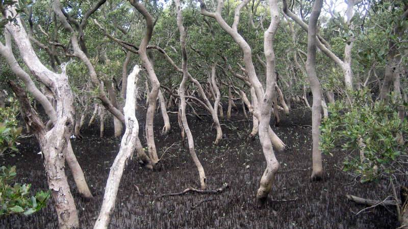 Estuarine mangrove forest on the Georges River