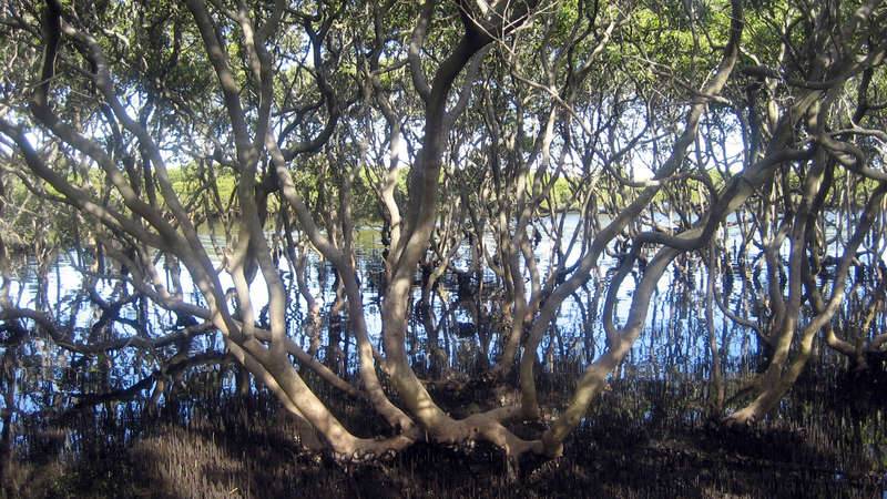 Mangrove forest in the Georges River Estuary