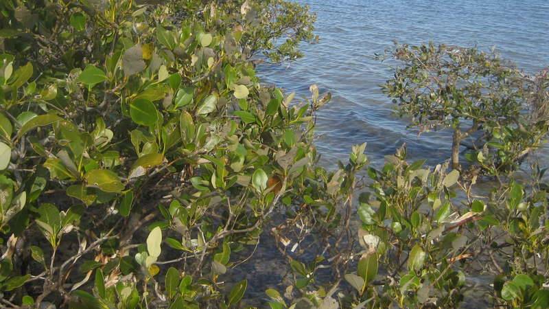 Mangroves growing in salt water