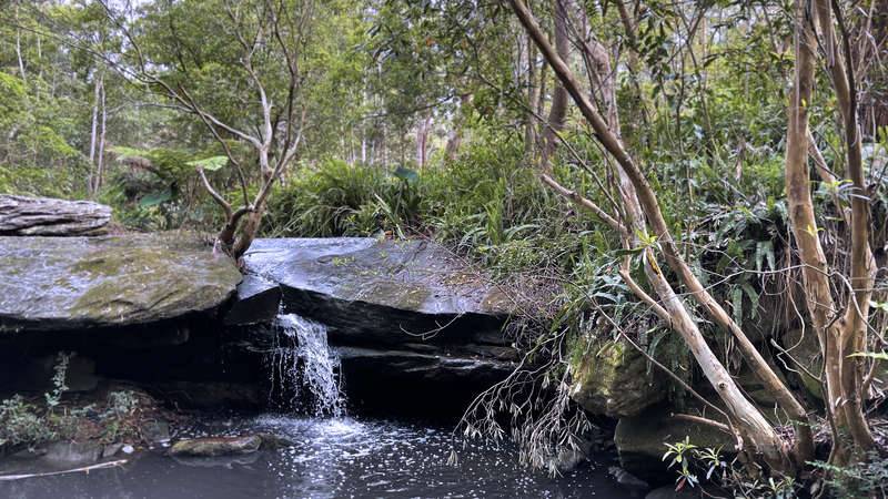 Oyster Creek Gully waterfalls and water gums