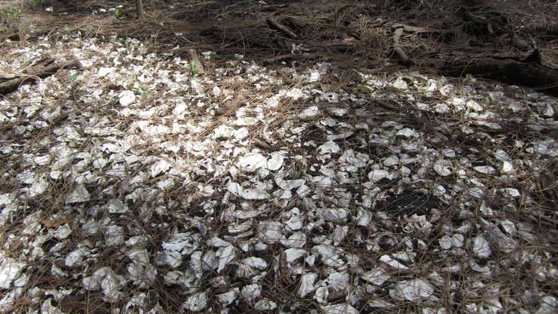 Shell midden of oyster shells