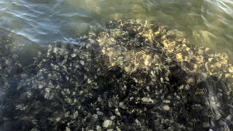 Oysters visible under the water on the Georges River