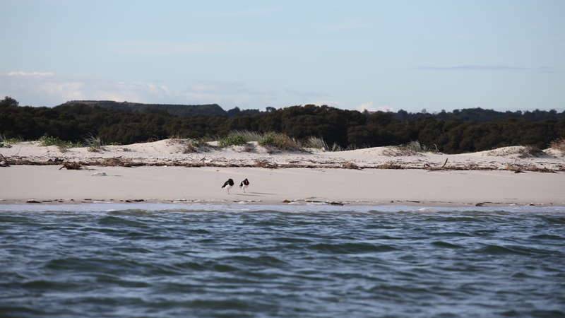 Towra Point, near the mouth of the Georges River, seabirds on shore