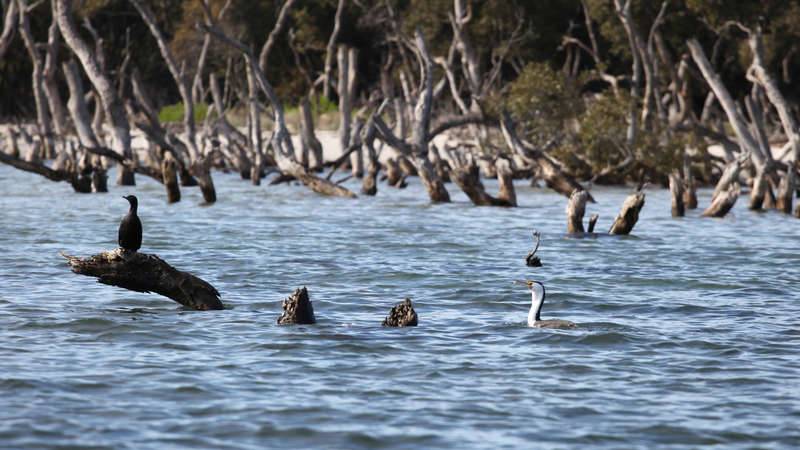 Seabirds at Towra Point, near the mouth of the Georges River