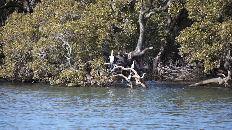 Towra Point mangroves and sea birds