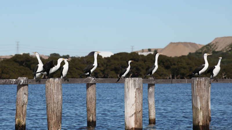 Pied Cormorants offshore from Towra Point Nature Reserve