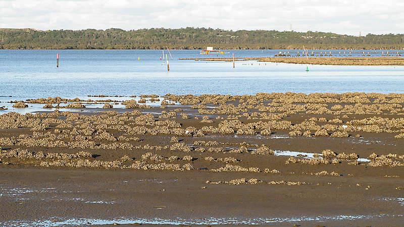 Evidence of oyster industry on the Georges River