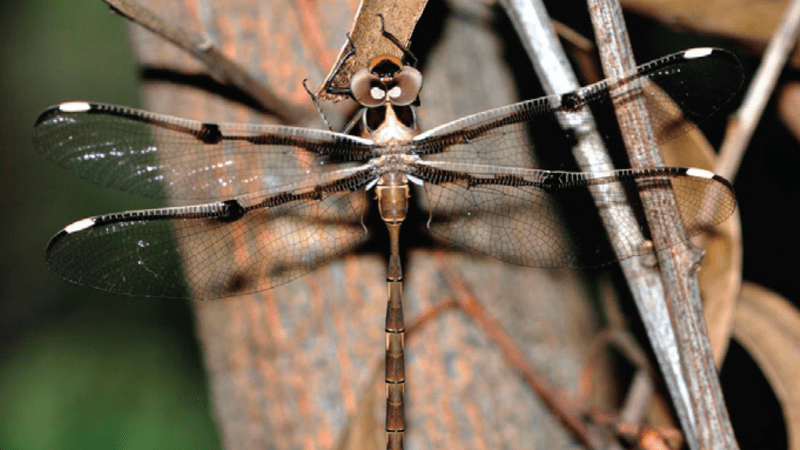Male Telephlebia brevicauda dragonfly