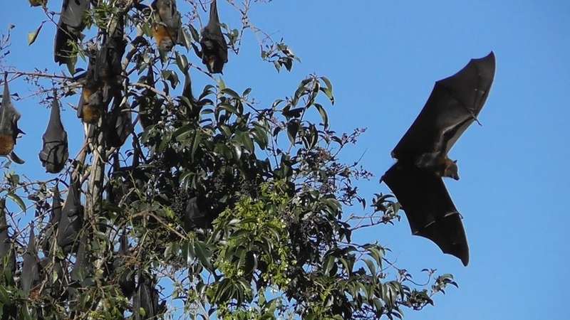 Flying foxes in the D'harawal season of Ngoonungi on the Georges River