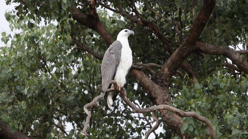 White-breasted Sea Eagle on the Georges River